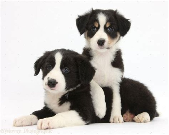 Pin on Cute puppies