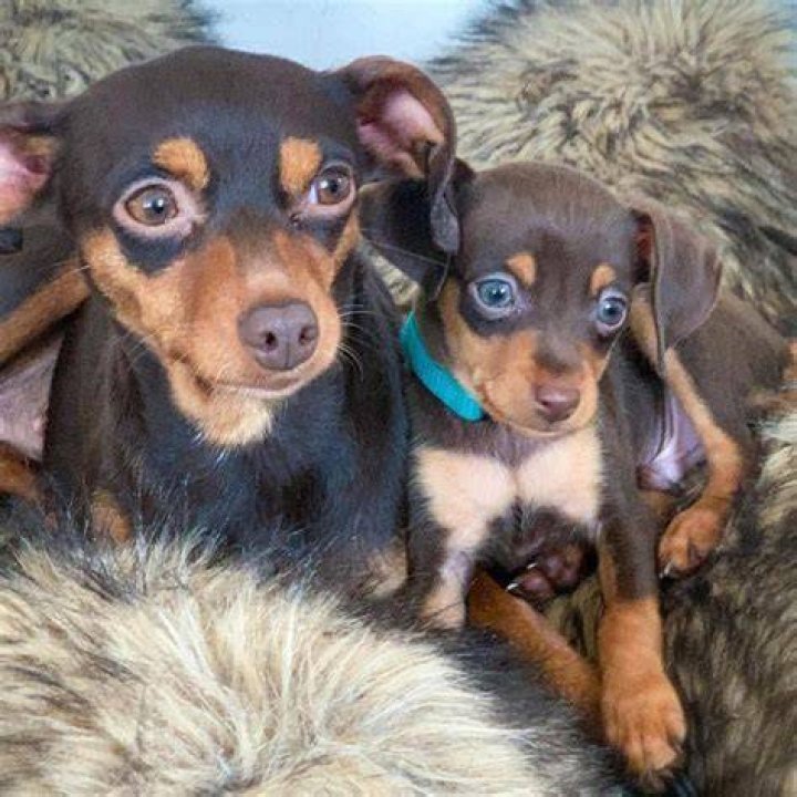 Pin on Dogs & Puppies