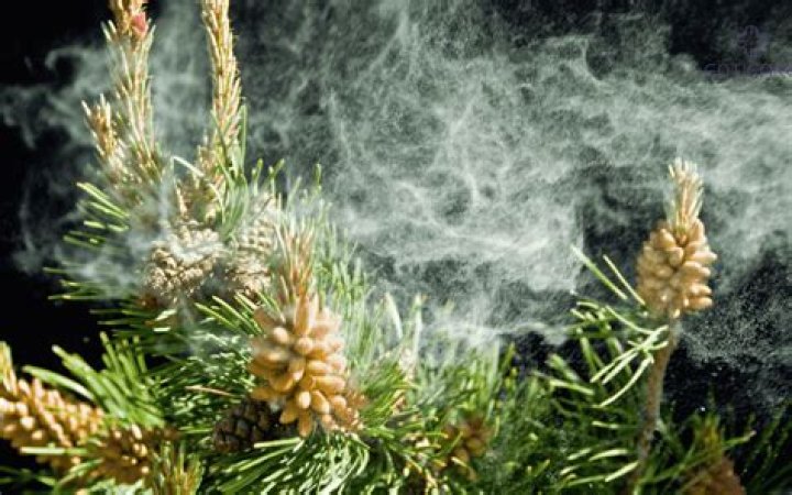 pine tree pollen season Helena Costello