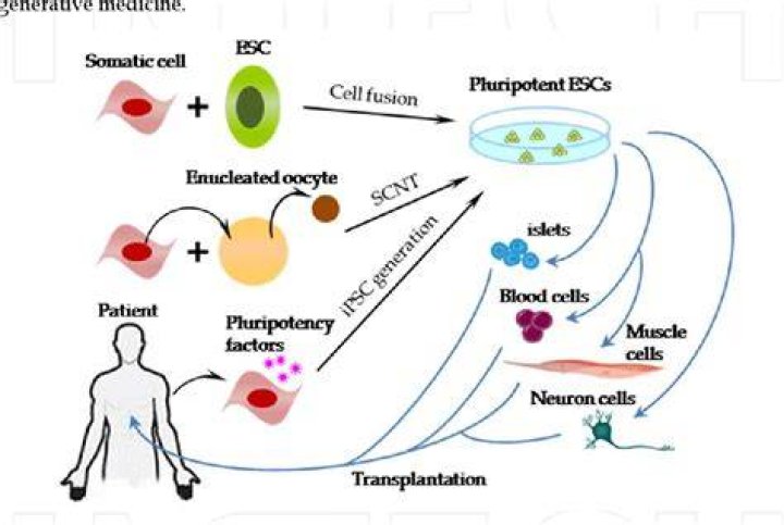 Pioneer Of Cell Fusion And Organ Transplantation