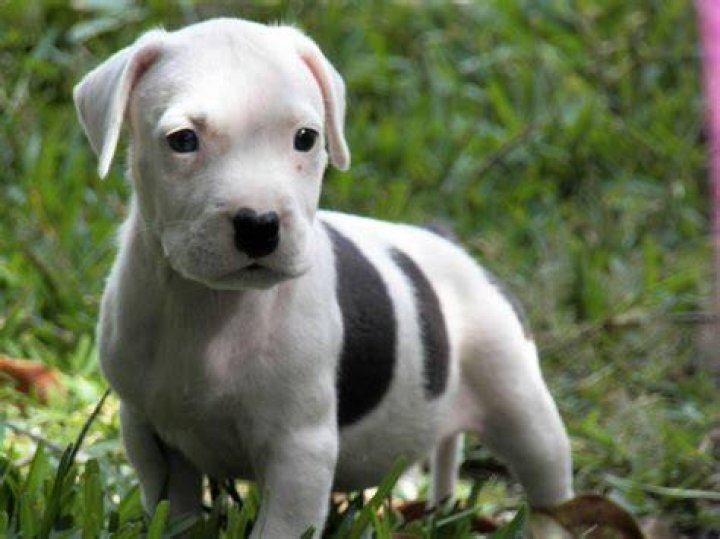 Pitbull Puppies Wallpapers Wallpaper Cave