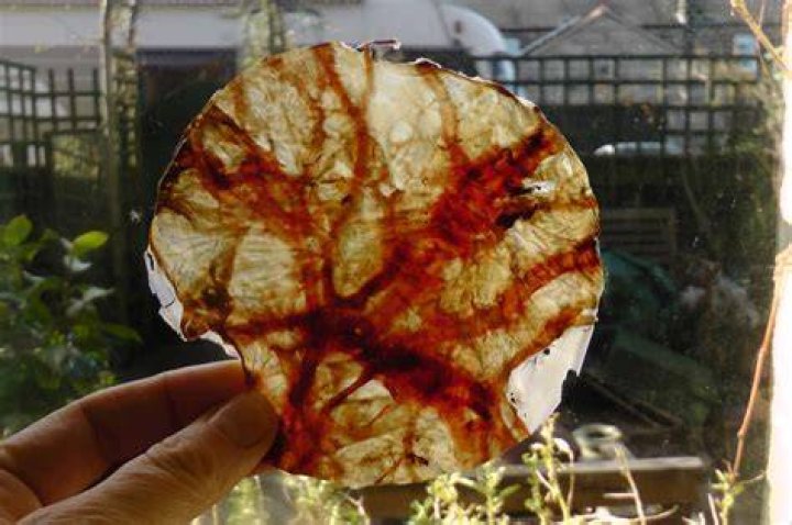 Placenta Artist Alison Brierley Wild woman, Celebrities