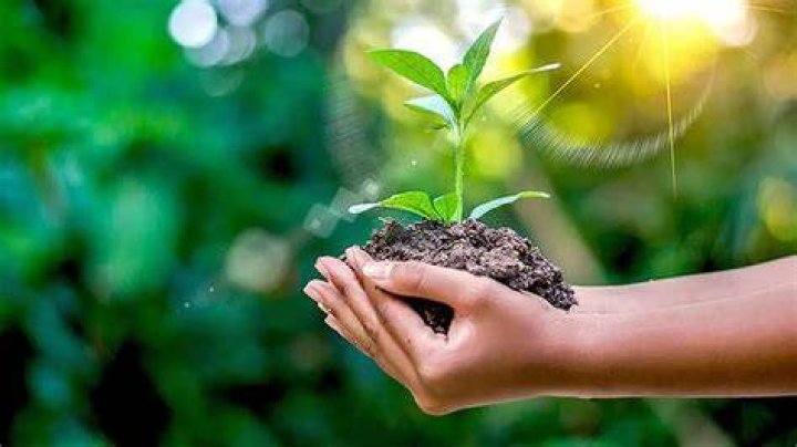 Plant fighting for success after daughters passing Tha Boxing Voice