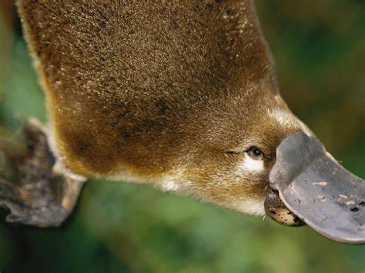 Platypus | considered the most venomous mammal to humans.