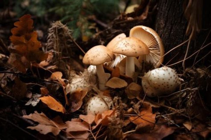 Premium AI Image Mysterious Puffball Fungi and Lush Leaves Unveil the