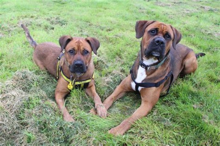 Puppy siblings and a pinch hitter The five canines behind The Farmer's