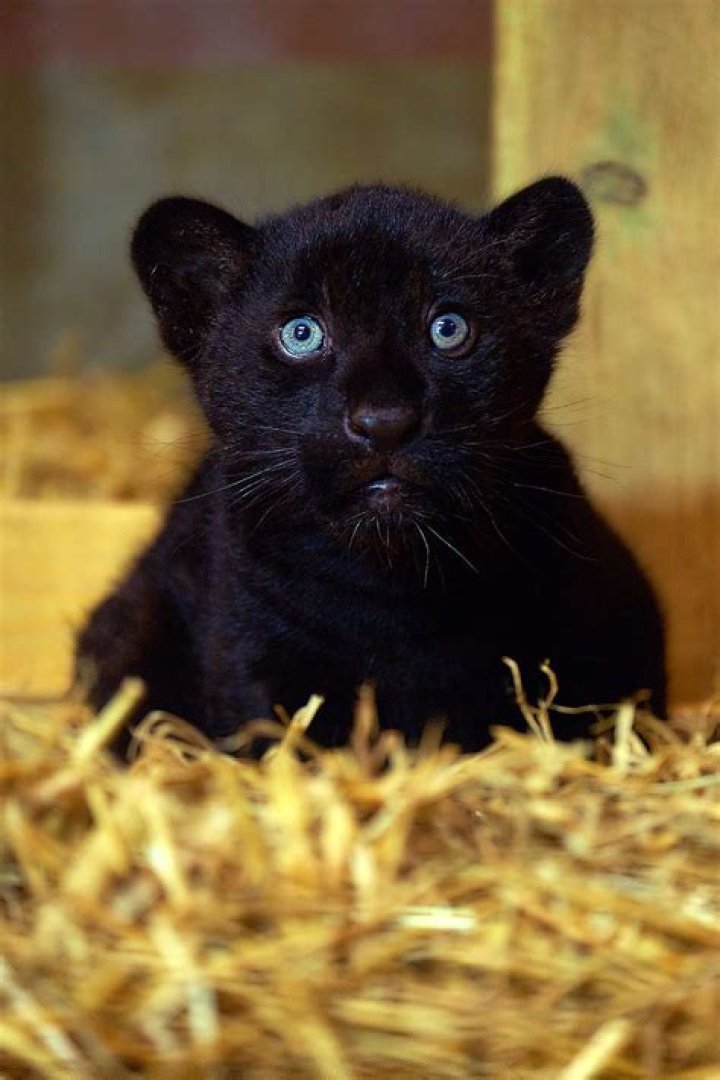 Rare Black Baby Jaguar Born at The Big Cat Sanctuary in England