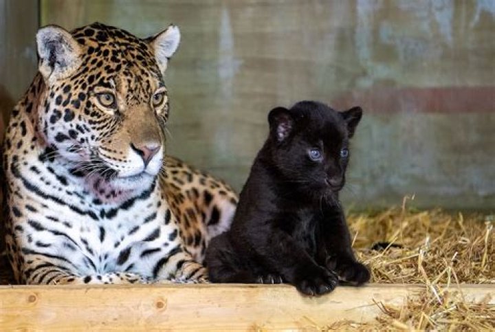 Rare Black Jaguar Born at English Big Cat Sanctuary 'She