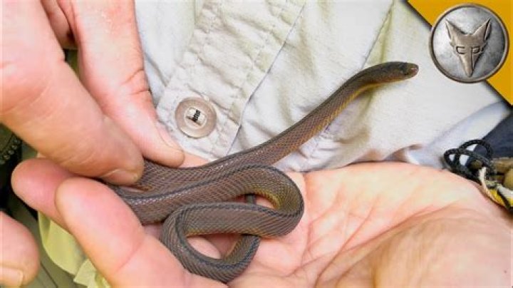 Rare Japanese Snake FOUND! YouTube