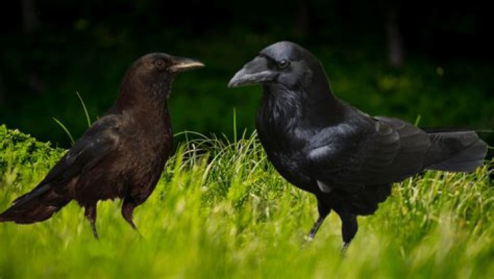 Raven Abaroa现在在哪里，为什么被释放? 新利18体育备用