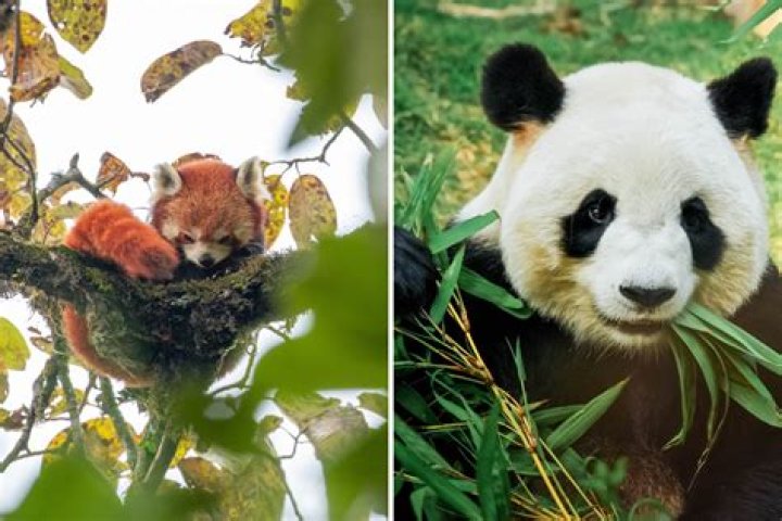Red Panda Facts vs. Giant Panda Facts! Red Panda Network