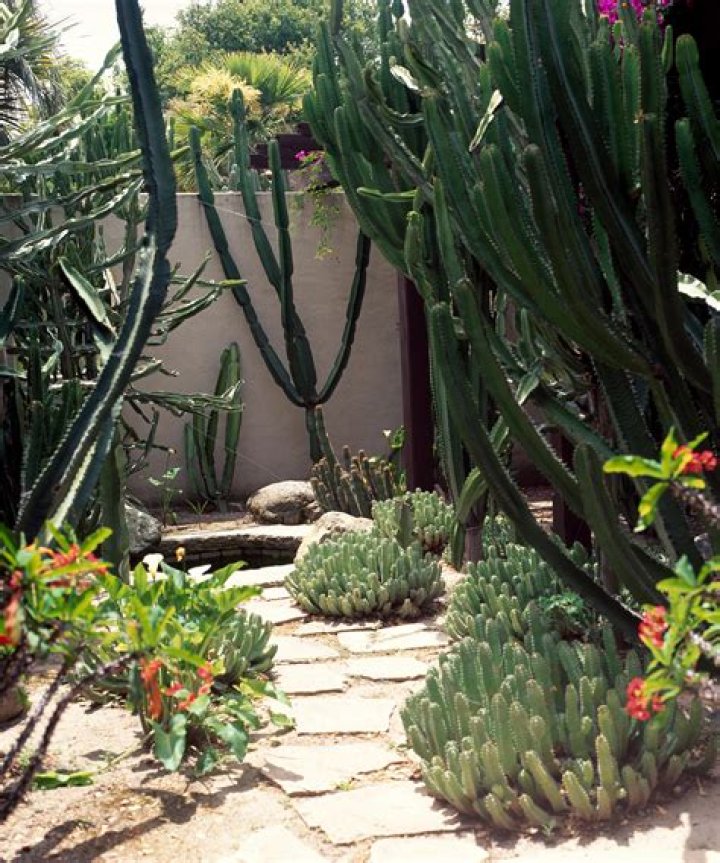 Remarkable Ways Camels Consume Cactus