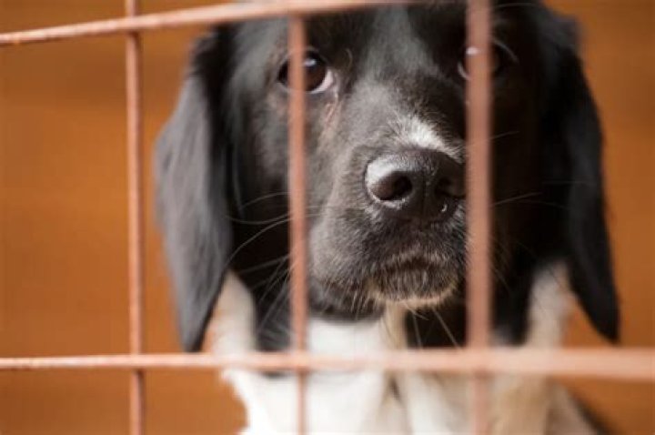 Rescue dog holds new owners hand in viral TikTok