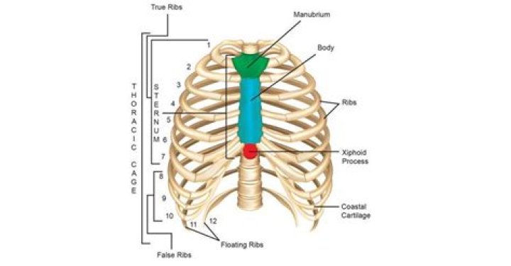 Rib Cage / Thorax affect on posture POSTURE GEEK