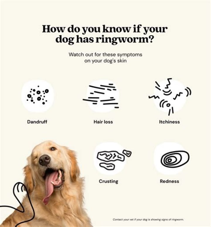 Ringworm In Dogs Symptoms, Causes, Diagnosis, Treatment, Recovery