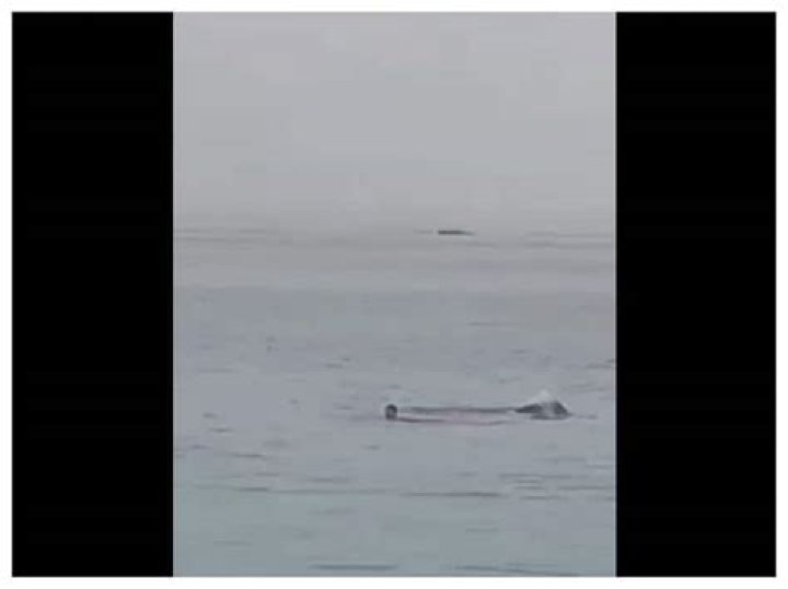 Russian Man Mauled to Death by Tiger Shark off the Coast of Egypt
