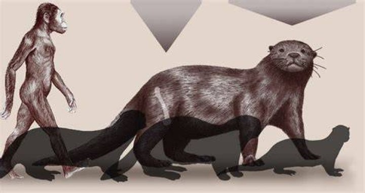 Scientists Have Discovered A Prehistoric Otter The Size Of A Lion
