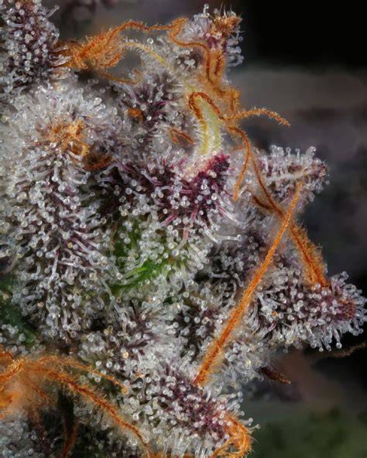 Seed Junky Unraveling the Secrets of Exceptional Cannabis