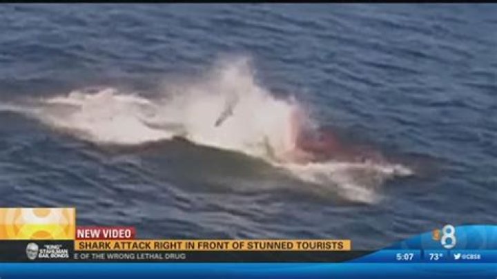 Shark Attack At Your CA Beach How Likely Is It To Happen? Across