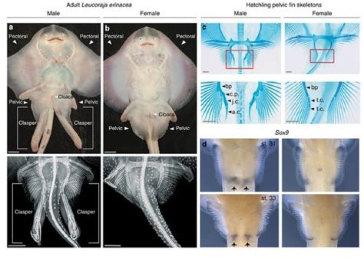 Sharks Have 2 Penises!