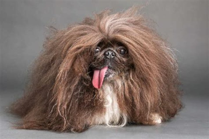 She Was Named World’s Ugliest Dog, but ‘She’s Just Darling’ The New