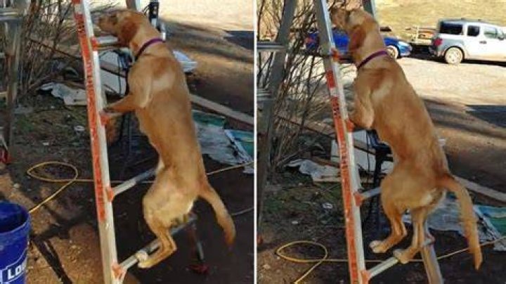 Skillful dog climbs up ladder with ease YouTube