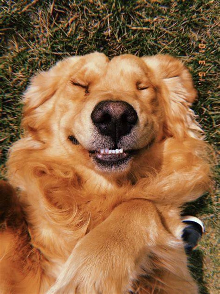 Smiling Golden Doggie Dogs golden retriever, Golden retriever, Retriever