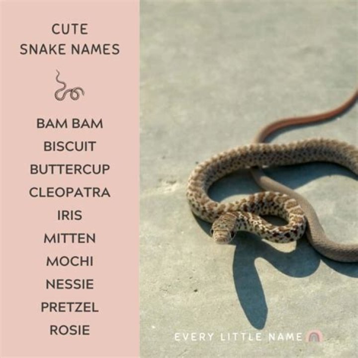 Snake Names (Cute, Cool & Funny Male & Female Ideas) in 2022 Snake