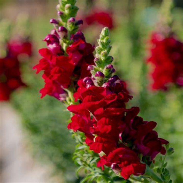 Snapdragon tall ruby red (Antirrhinum majus maximum) Happy Green Shop