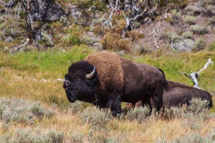 sniffing bison