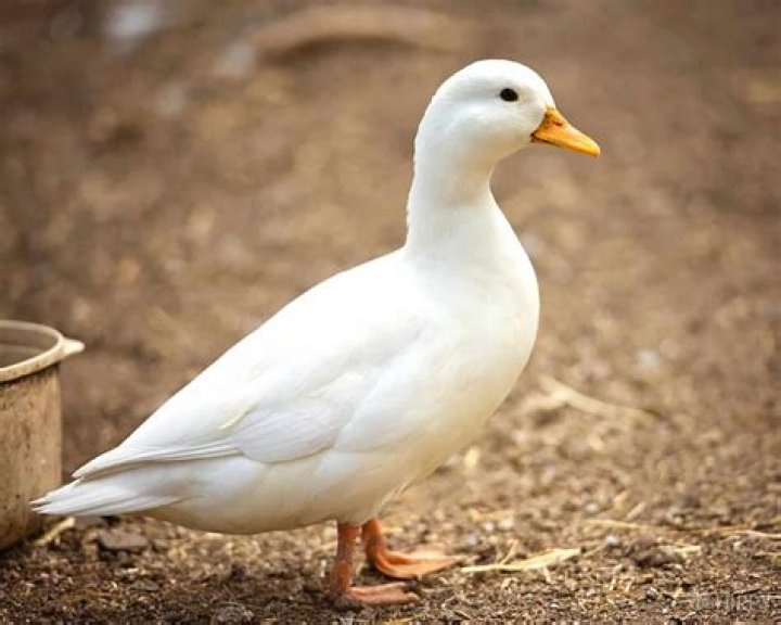 So, Do Ducks Have Ears? * The Homesteading Hippy