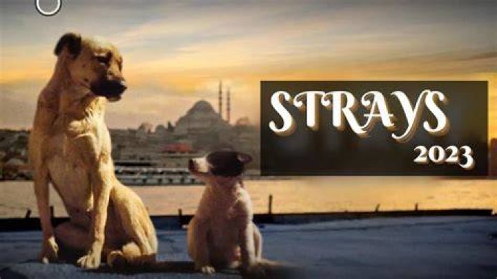 Strays Parents Guide (2023)