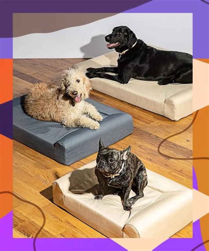 Strict Helplessness equation cat dragging bed to nap with dogs Shine