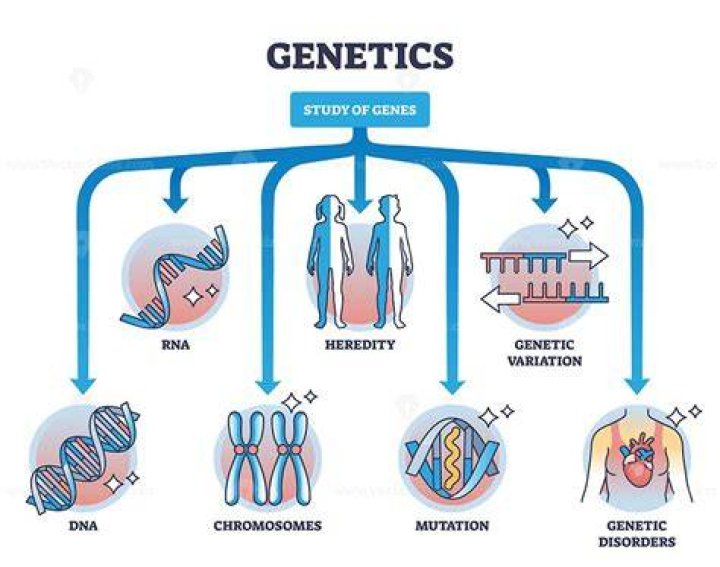 STUDIES ON THE GENES RESPONSIBLE FOR VIRULENCE OF HEMOPARASITES