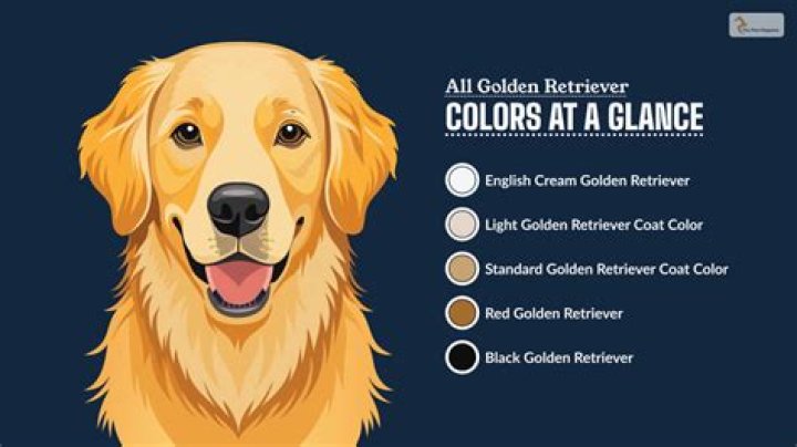 Stunning Shades Why Golden Retrievers Come In So Many Different Colors
