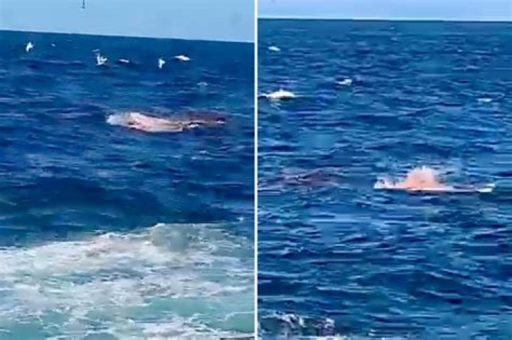 Swimmer killed in Sydney shark attack video