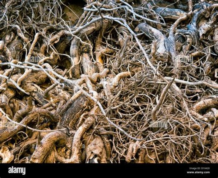Tangled Roots and Trees Soddy Profiles Warren V. Keller