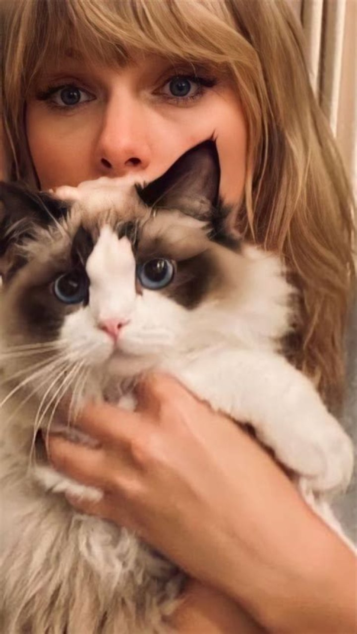 Taylor Swift Cat, Long Live Taylor Swift, Taylor Swift Style, Taylor