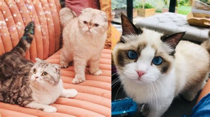 Taylor Swift Cats Breed