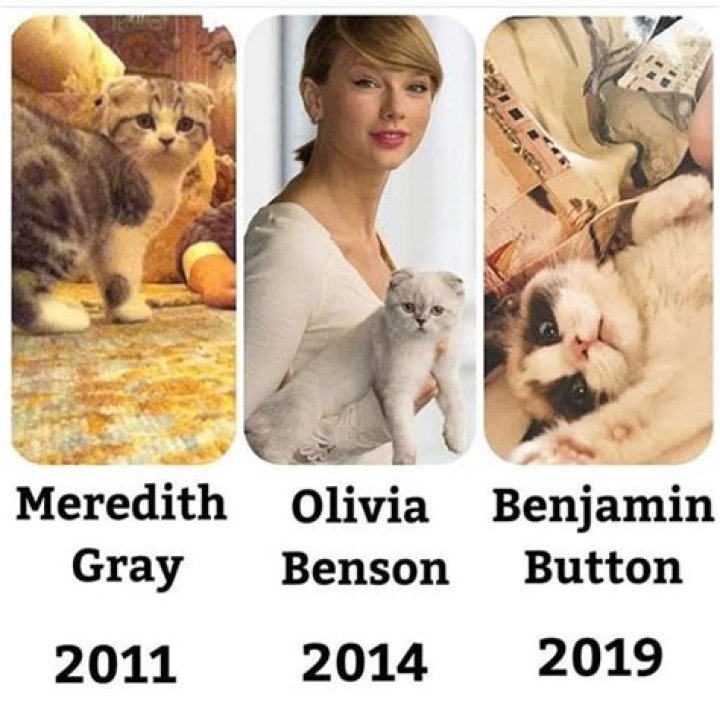 Taylor Swift Cats Names NancySpitzer