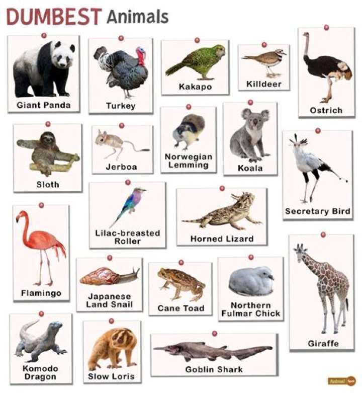 The 10 Dumbest Animals in the World AZ Animals