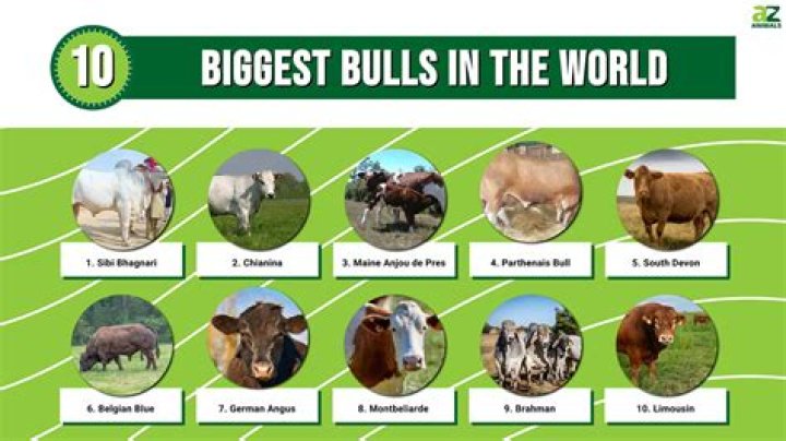The Biggest Bull in the World