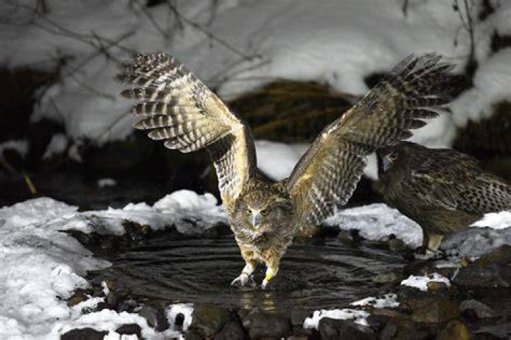 The Blackiston Fish Owl