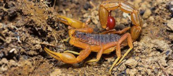 The Deadly Indian Red Scorpion; Fatality rates vary from 8 to 40 percent, and tragically, Indian red scorpion venom affects children the most.
