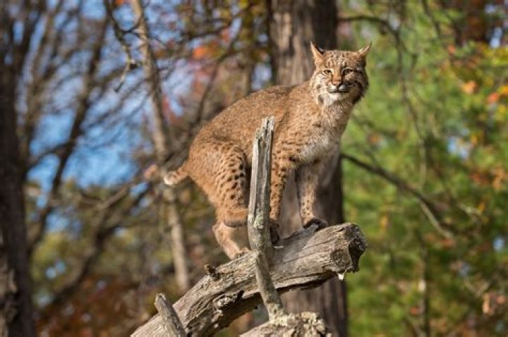 The elusive bobcat Kentucky Living