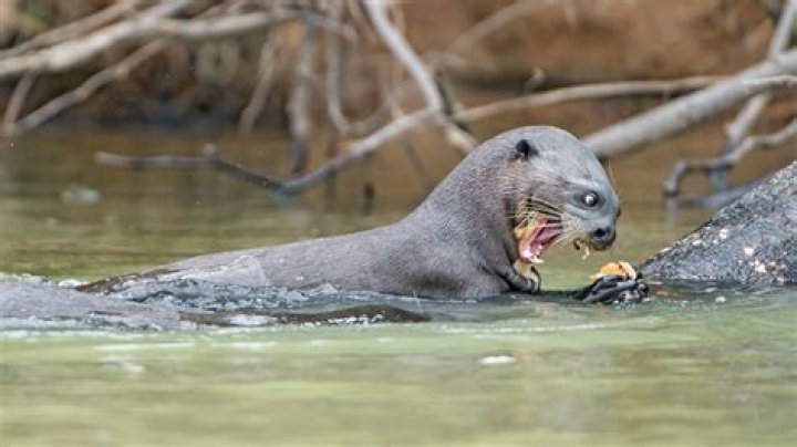 The giant river otter has returned to Argentina Lonely