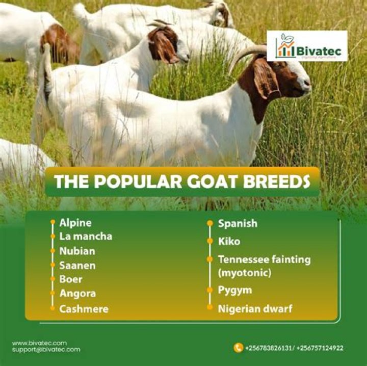 The Goat The Goat - Most Popular Songs from Nigeria