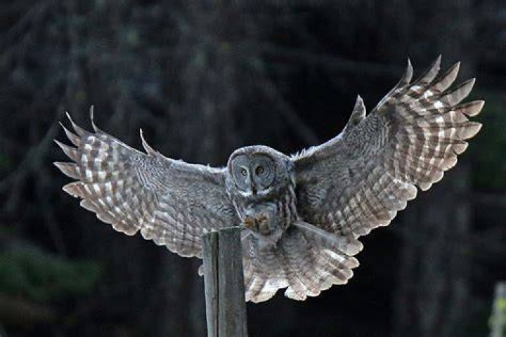 The Great Grey Owl
