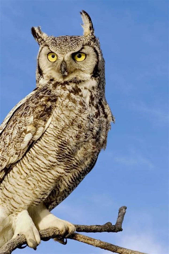 The Great Horned Owl