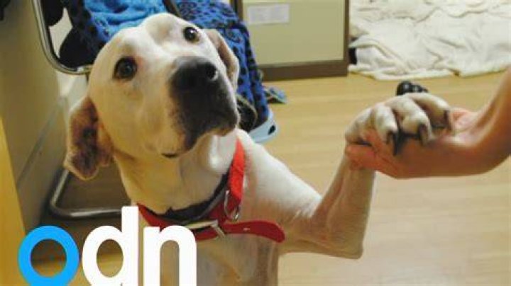 The homeless dog who loves holding hands YouTube